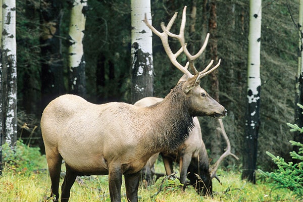 Metro Services Tennesseans may now view elk in their home state after 15 years of reintroduction work.