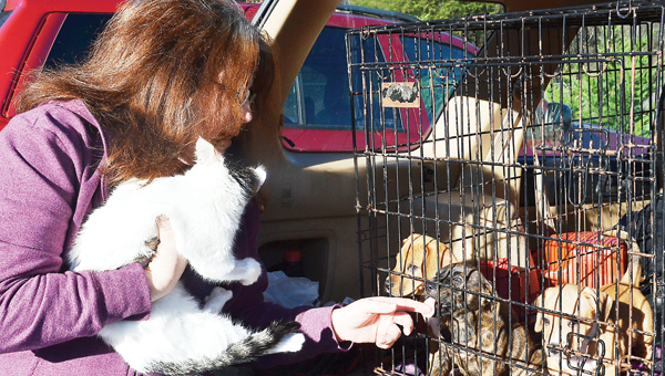 Star Photo/Rebekah Price Foster Mom Paula Alexander prepares to part ways with her three foster pups after completing adoption paperwork for her new kitten Hope.