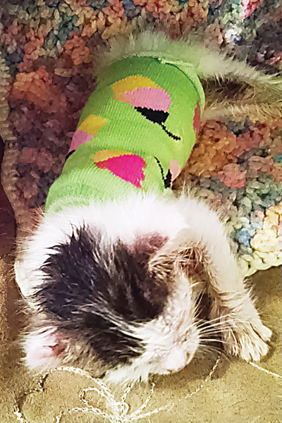 Contributed Photo Six-week-old Hope was struggling to survive and being kept warm by heating pads, warm water bottles and sweaters that her foster mom fashioned from socks.