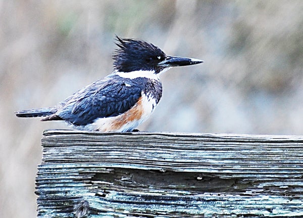 Contributed Photo/Jean Potter Belted Kingfisher
