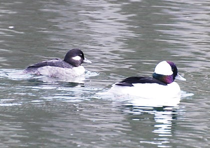 Contributed Photo/Jean  Potter Male and femle bufflehead