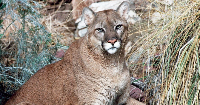 Mountain Lions in Tennessee: Exploring the Elusive Predators of the Volunteer State