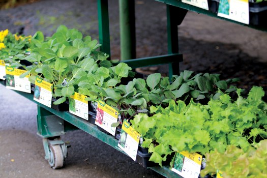 Want to practice social distancing...plant a garden www.elizabethton