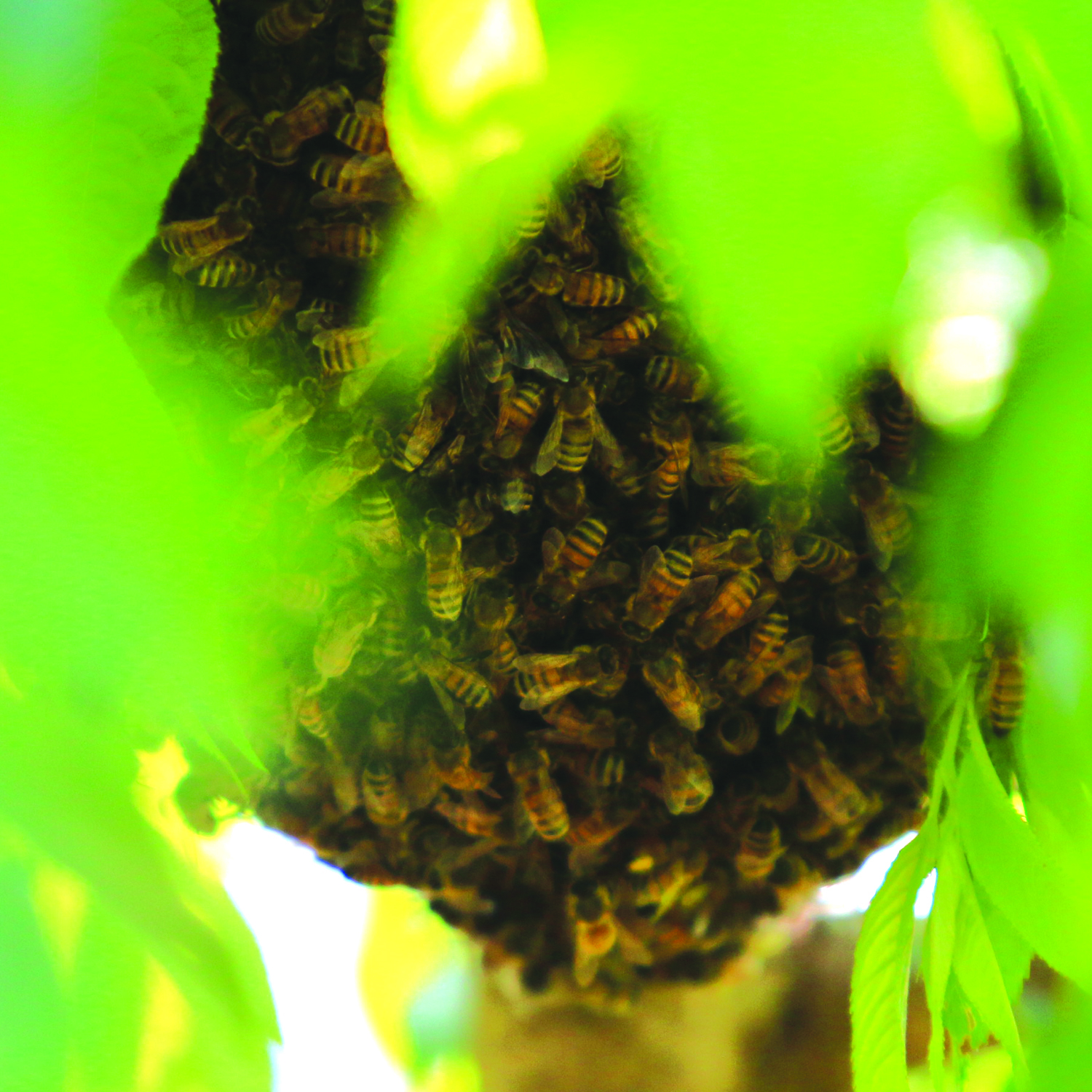 Just a swarmin'... A large swarm of bees makes home in local resident's