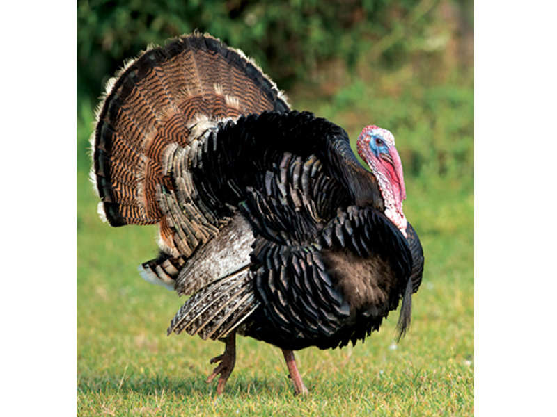 2021 Tennessee turkey season opens www